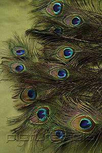 PictureIndia - Peacock feathers.