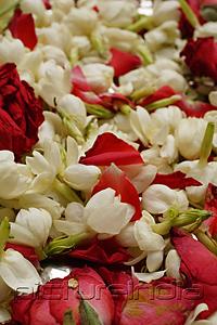 PictureIndia - close up of rose petals