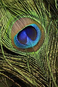 PictureIndia - Close up of peacock feather