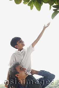 Asia Images Group - Father with son on shoulders, son reaching up for leaf