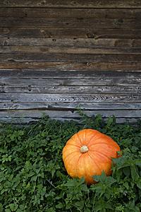Mind Body Soul - Pumpkin lying in pumpkin patch