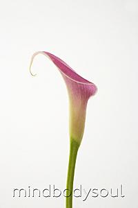 Mind Body Soul - Single pink calla lily stem