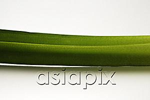 AsiaPix - stalk of pandan leaf