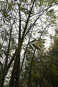 AsiaPix - bamboo tree with stalks with sunlight bursting through