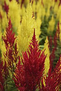 Mind Body Soul - close up of red and yellow celosia plants