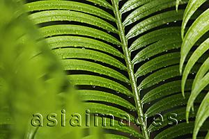 Mind Body Soul - close up of rain drops of palm leaf