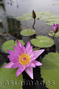 Asia Images Group - Lotus flowers