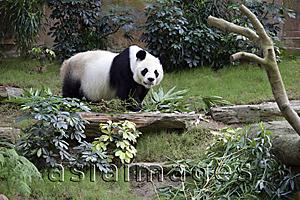 Asia Images Group - Panda at Ocean Park, Hong Kong