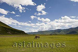 Asia Images Group - Horses in meadow, shangri la, shangrila, China
