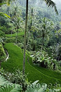 Asia Images Group - terraced rice paddies, Ubud, Bali