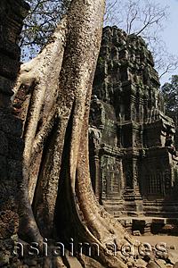 Asia Images Group - Ruins of Angkor Wat with Banyan tree in foreground