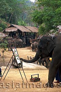 Asia Images Group - Thailand,Chiang Mai,Mae Sa Elephant Camp,Elephant Show,Elephant Painting with Trunk