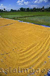 Asia Images Group - Thailand,Chiang Mai,Rice Drying and Rice Paddy Fields