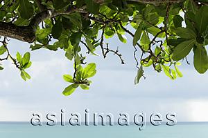 Asia Images Group - branches and leaves in foreground of ocean