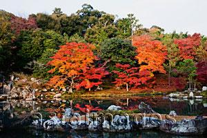 Asia Images Group - Arashiyama,Tenryuji Temple, Autumn Leaves in the Landscape Garden. Kyoto, Japan