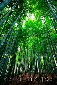 Asia Images Group - Sunlight streaming through bamboo forest