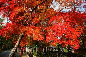 Asia Images Group - Woman wearing red Kimono holding red umbrella walking under trees with red leaves