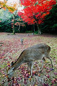 Asia Images Group - Deers eating grass in front of trees with red leaves. ,Miyajima Island, Omoto Park. Japan