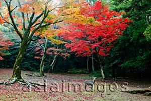 Asia Images Group - Deer in forest in front of trees with Autumn leaves. Miyajima Island, Omoto Park. Japan