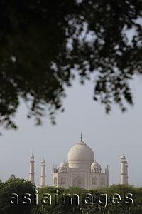 Asia Images Group - A bird flying past the Taj Mahal, Agra, India