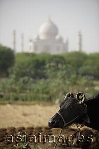 Asia Images Group - Close up of a cow in a field with the Taj Mahal in back ground. Agra, India