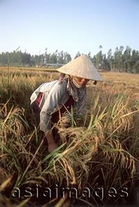 Asia Images Group - Vietnam, Mekong Delta, woman working in rice field.