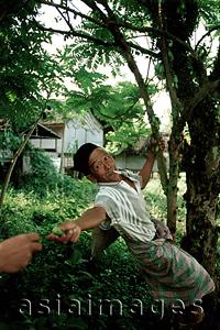 Asia Images Group - Indonesia, Sumatra, Aceh, Muslim man plucks spice from tree.