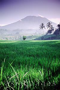 Asia Images Group - Indonesia, Bali, Rice paddies, Mt. Agung in background.