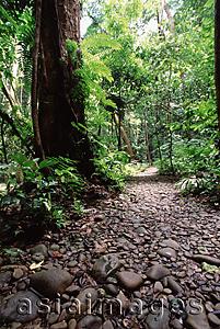 Asia Images Group - Malaysia, Sarawak, Mulu National Park, jungle path leading to Clearwater cave.