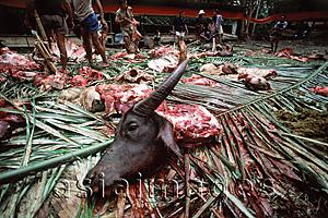 Asia Images Group - Indonesia, S. Sulawesi, Toraja, Severed buffalo head at funeral ceremony.