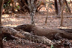 Asia Images Group - Indonesia, East Komodo, Komodo dragons