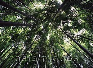 Asia Images Group - Japan, view of canopy of bamboo forest