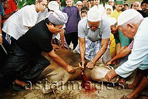 Asia Images Group - Malaysia, Kuala Terengganu, Muslims severing head of cow at Tengku Tengah Zaharah Mosque to mark Hari Raya Haji.