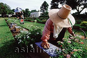 Asia Images Group - Thailand, Kanchanaburi, workers at the Kanchanaburi War Cemetery scrubbing and cleaning the gravestones.