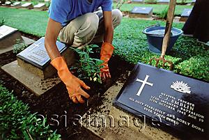 Asia Images Group - Thailand, Kanchanaburi, a worker at the Kanchanaburi War Cemetery planting new flowers between gravestones.