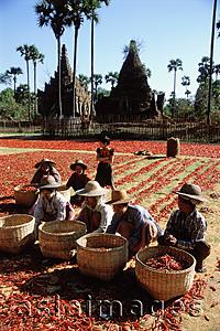 Asia Images Group - Myanmar (Burma), Villagers drying chillies in the sun