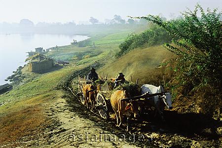 Asia Images Group - Myanmar (Burma), Ox drawn cart on country road