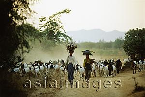 Asia Images Group - Myanmar (Burma), Bagan, Local women leading herd of goats.