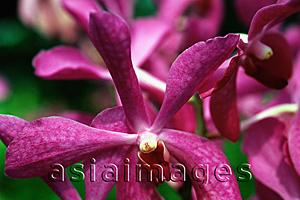 Asia Images Group - Singapore, close up of orchid at Mandai Orchid Garden.