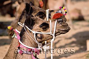 Asia Images Group - India, Rajasthan, Pushkar, Camels decorated for the fair.