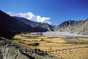 Asia Images Group - Nepal, Kagbeni, Summer grain crops, Annapurna mountains in background.