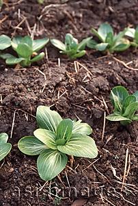 Asia Images Group - Vegetables in soil