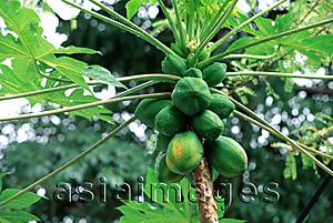 Asia Images Group - Malaysia, Penang, Papaya tree with fruit
