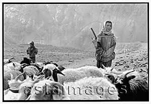 Asia Images Group - India, Northern India, Srinagar-Leh Road, Lamayuru Village, Boys shepherding sheep.