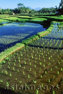 Asia Images Group - Indonesia, Bali, Ubud, Newly planted rice fields. (grainy)