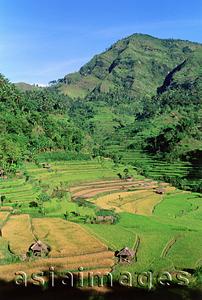 Asia Images Group - Indonesia, Bali, Abang, Rice fields. (grainy)