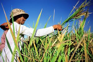 Asia Images Group - Indonesia, Bali, Ubud, Balinese woman harvesting rice. (grainy)