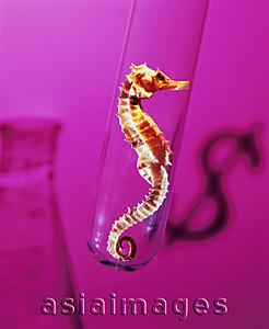 Asia Images Group - Dried seahorse in a lab glass, shadow of 