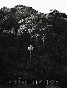 Asia Images Group - Rainforest vegetation at Tanjung Layar