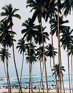 Asia Images Group - Towering coconut palms and white sand beach